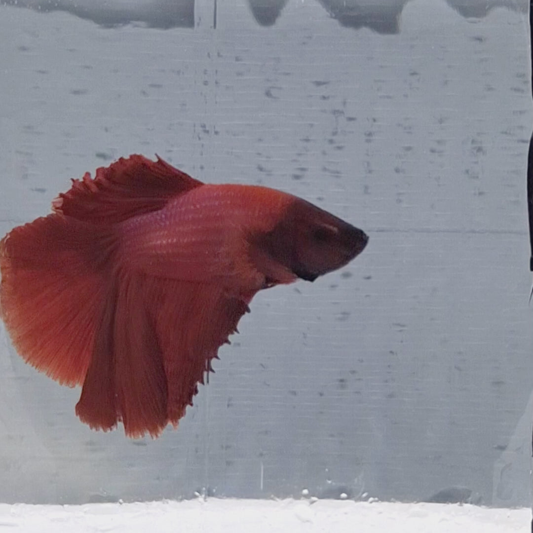 Halfmoon Red - HM00002