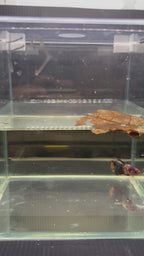 Plakat blue Candy (FEMMINA)