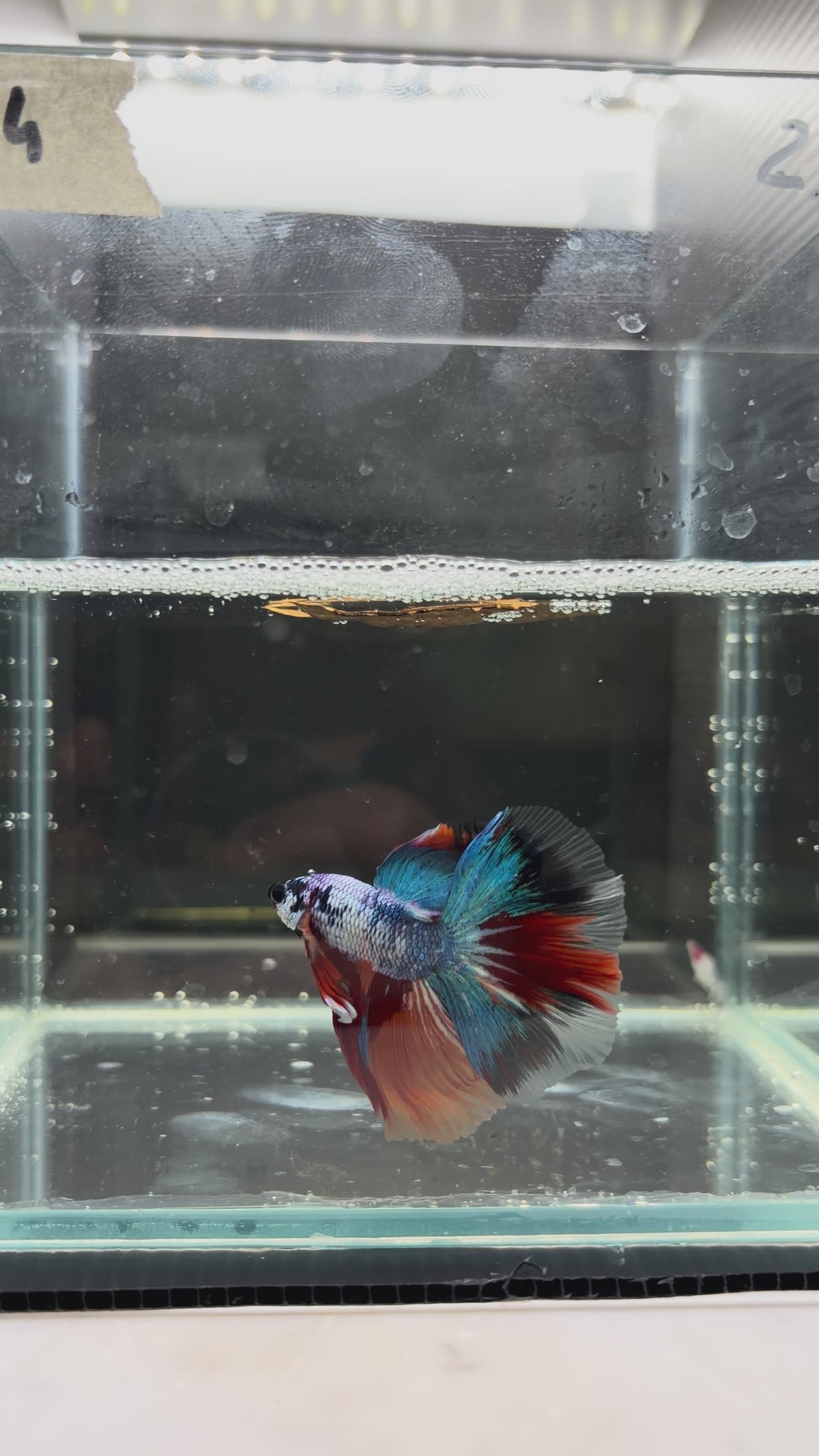 Halfmoon multicolor candy HM24(male)