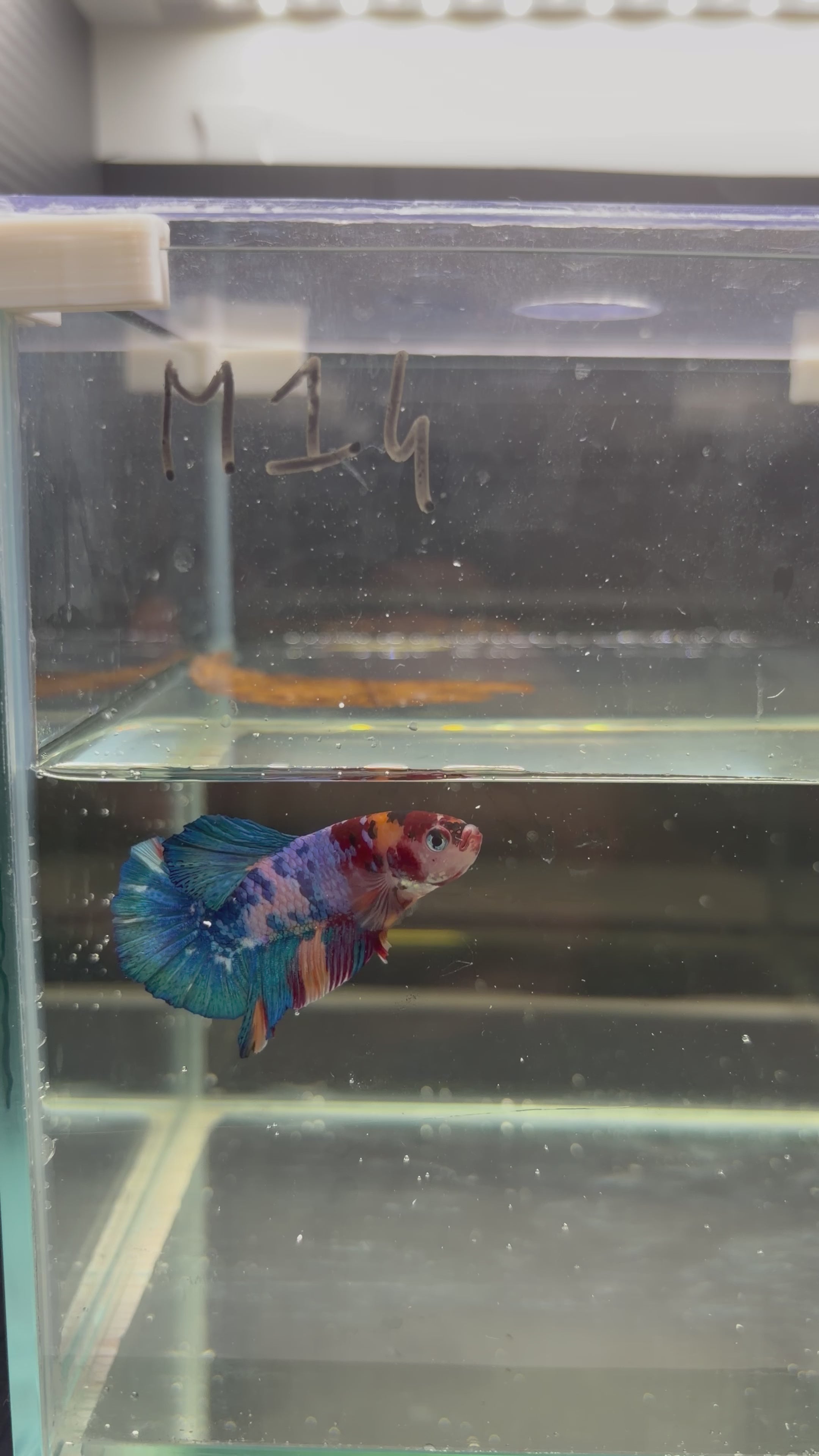 Plakat Nemo Candy viola (MASCHIO)