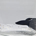 Crown Tail Black - CT00001