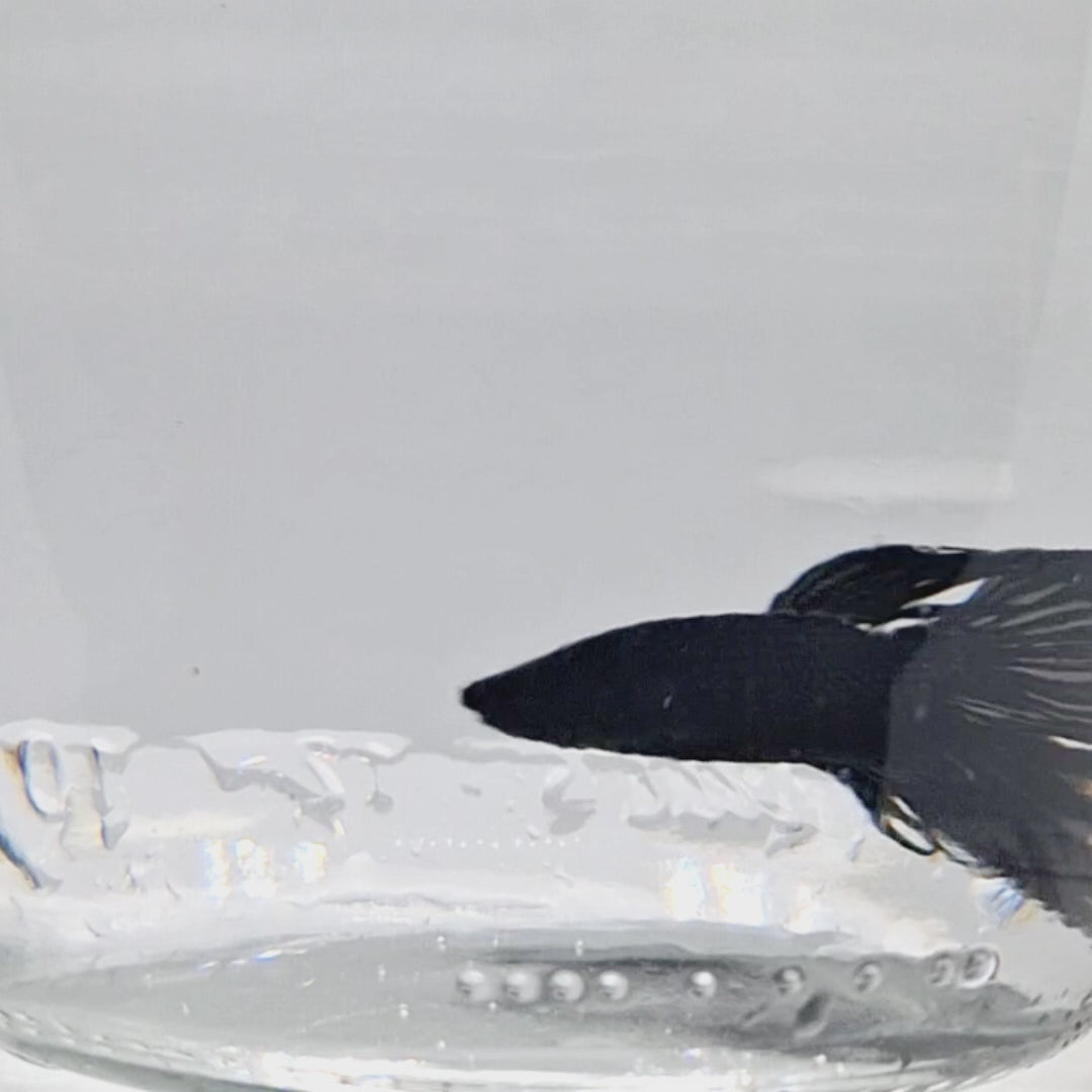 Crown Tail Black - CT00001