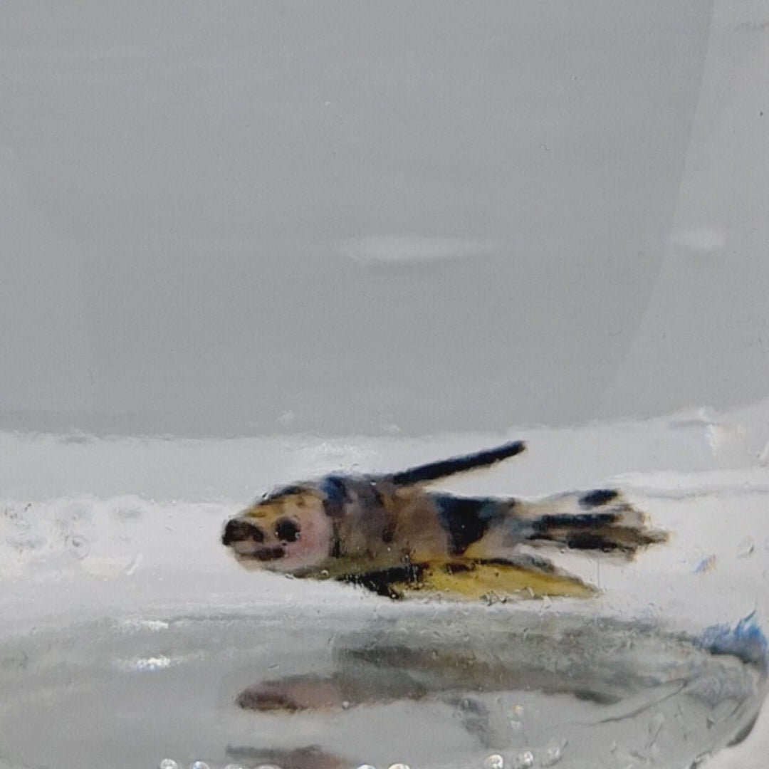 Plakat Koi Yellow - PK00019