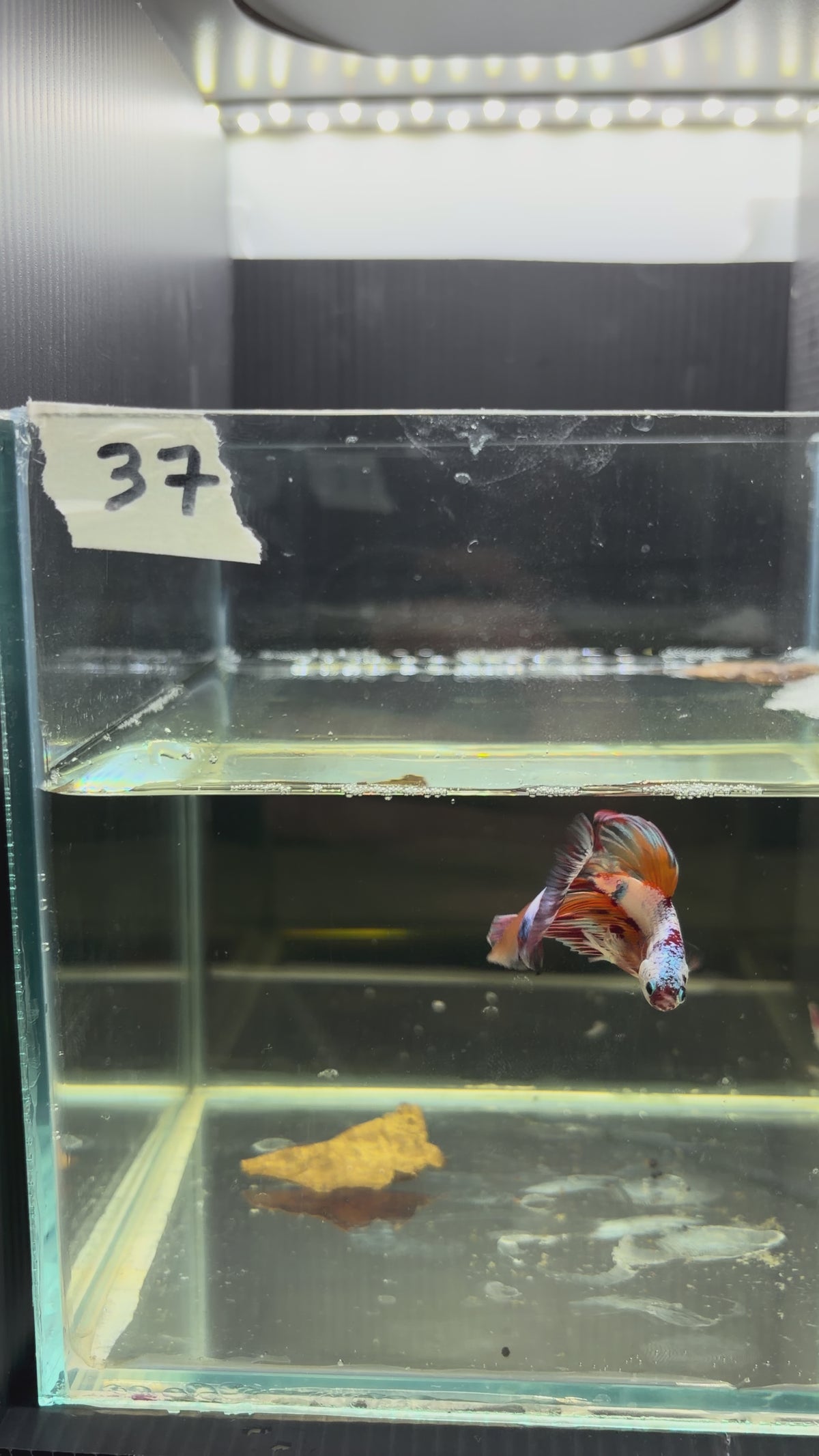 Halfmoon multicolor candy HM37