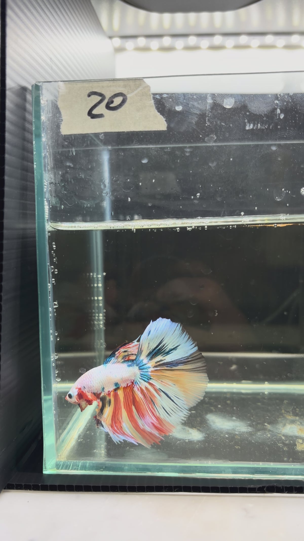 Halfmoon multicolor candy HM20(male)