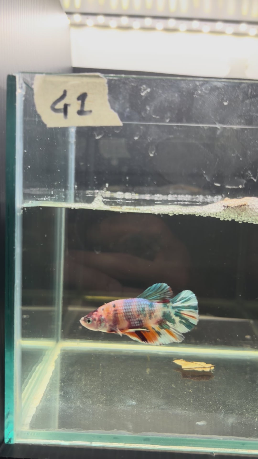 Plakat multicolor candy special grade PK41(male)
