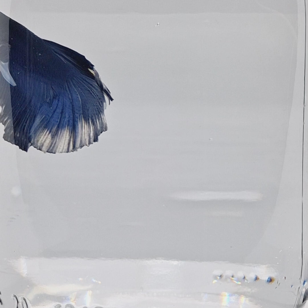 Halfmoon Blue Butterfly - HM00030