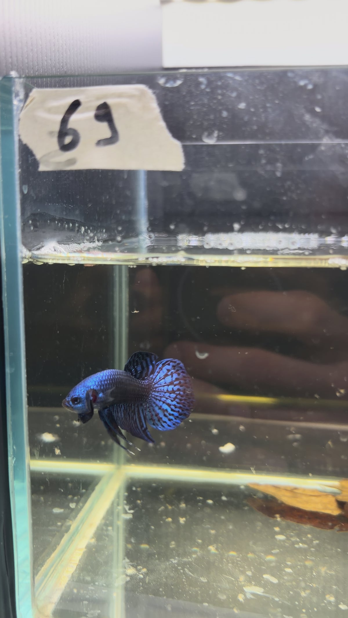 Alien blu (male) AB69