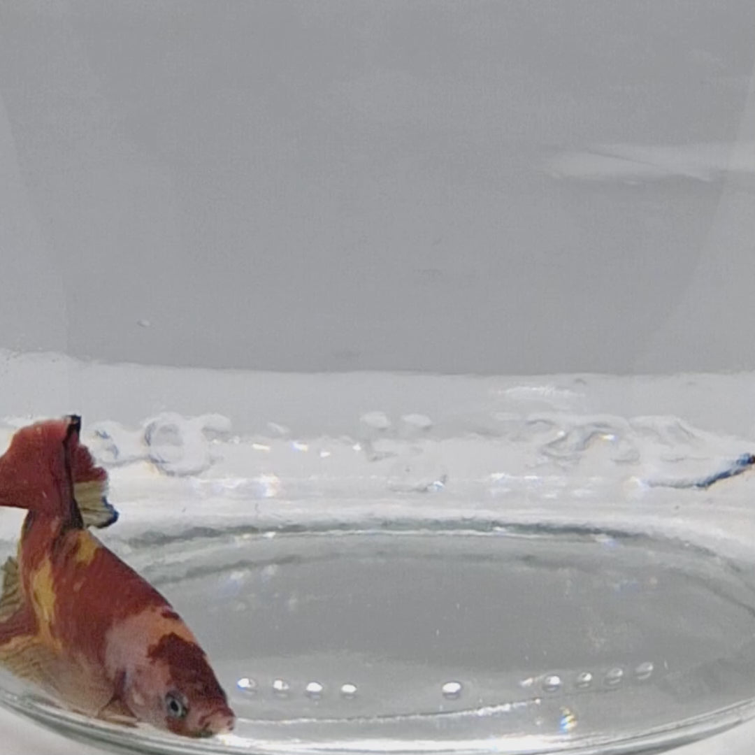 Plakat Koi - PK00010