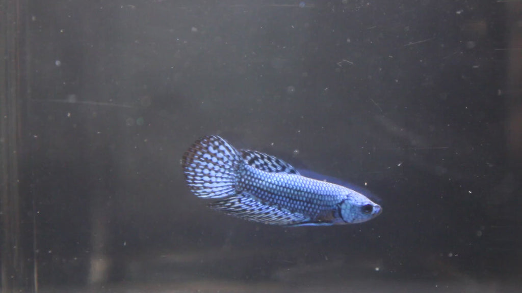 Alien Blue Maschio - AL00001