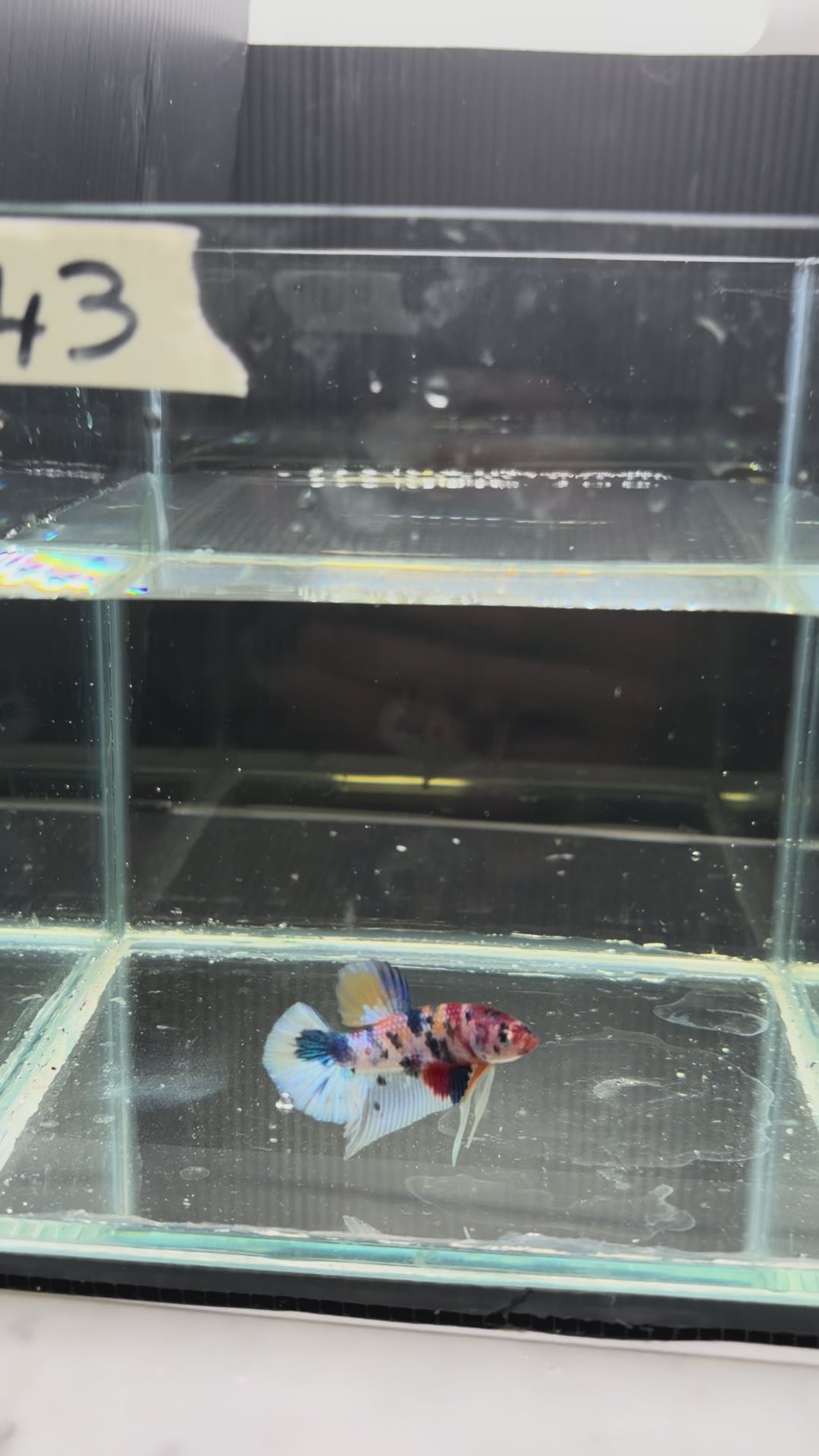 Plakat multicolor candy special grade PK43(male)
