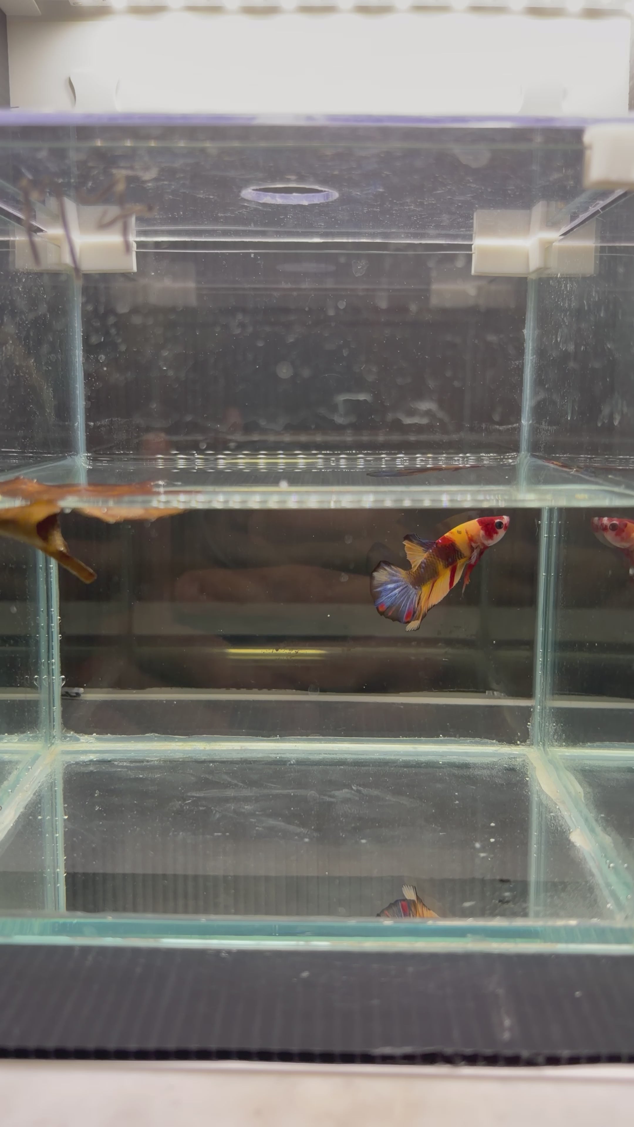 Plakat Koi Candy Nemo (MASCHIO)