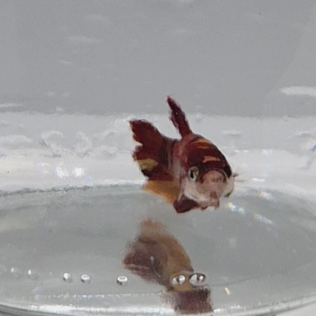 Plakat Koi - PK00012