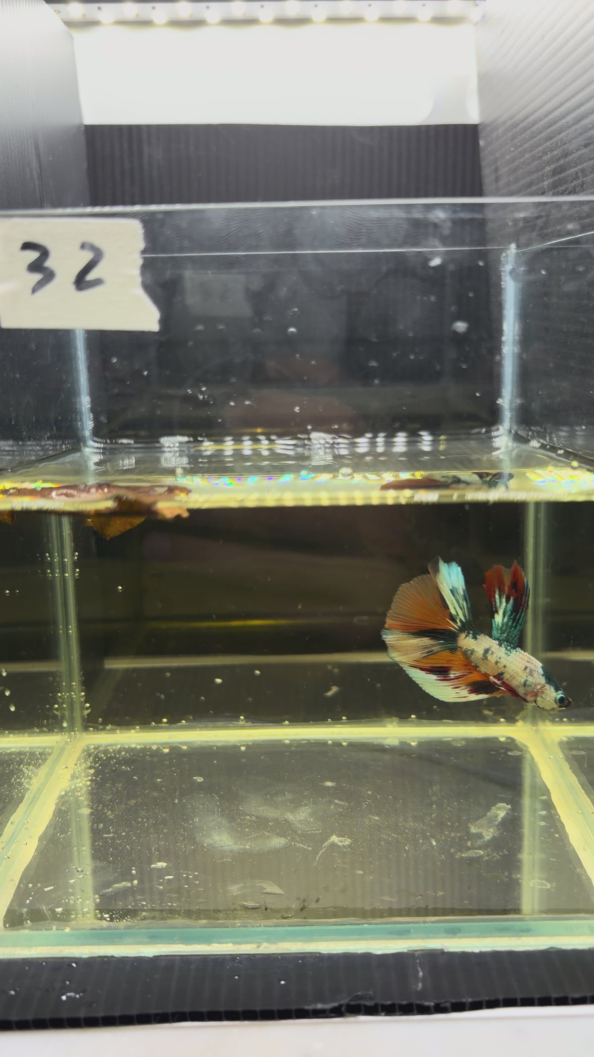 Halfmoon multicolor candy HM32