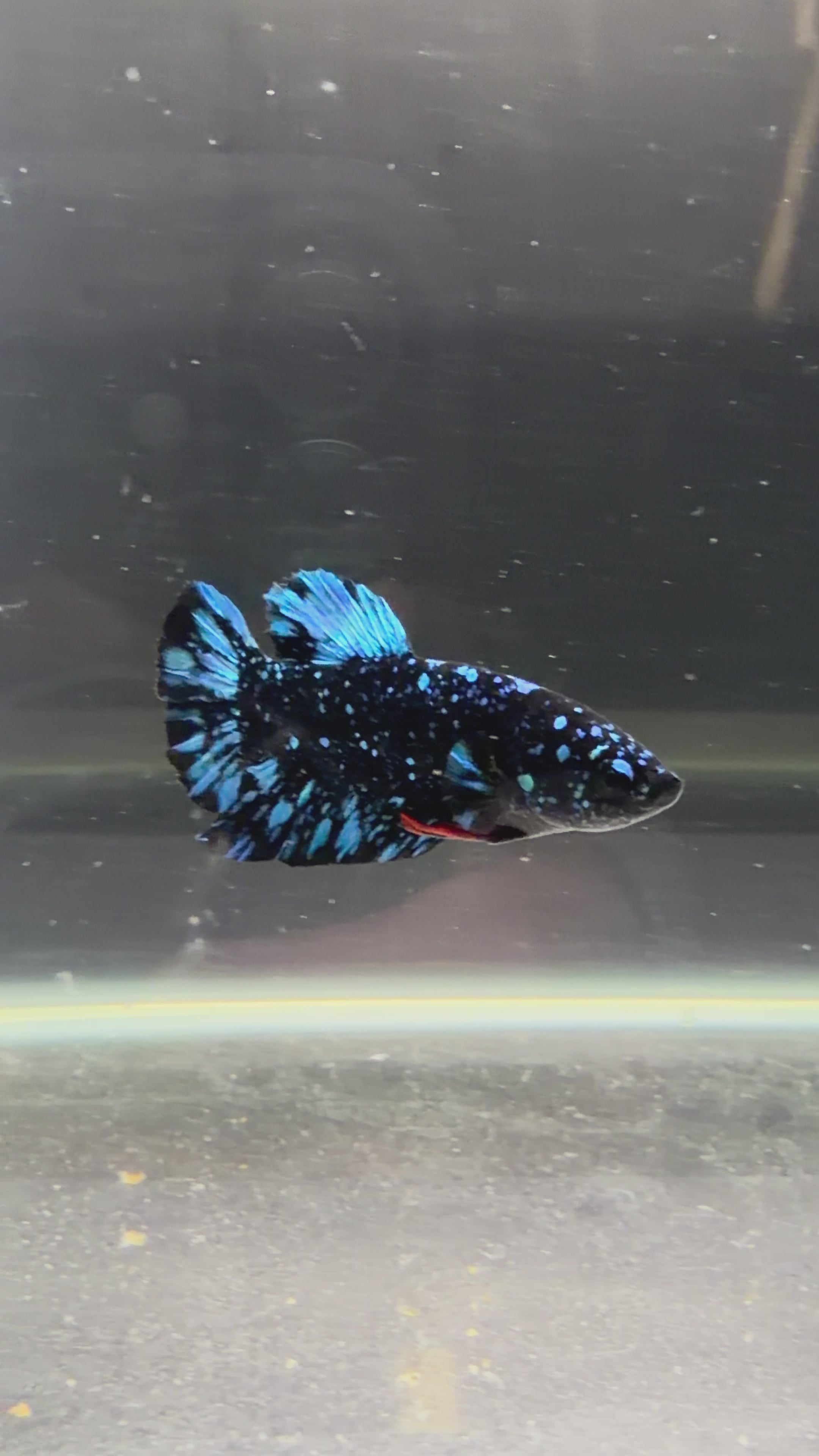 Plakat avatar 20