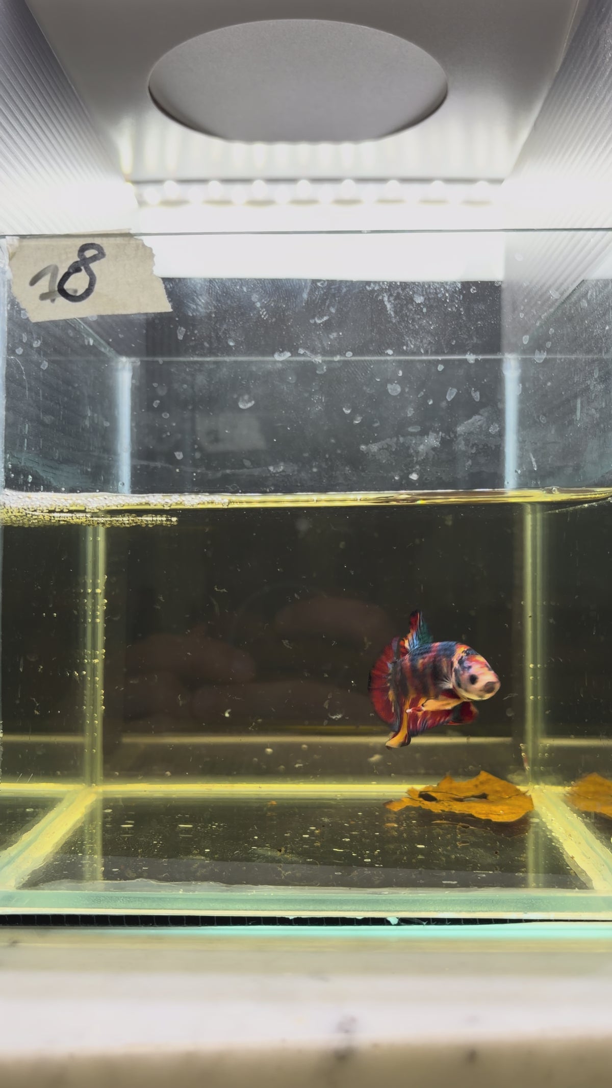 Plakat multicolor candy HMPK 8(male)