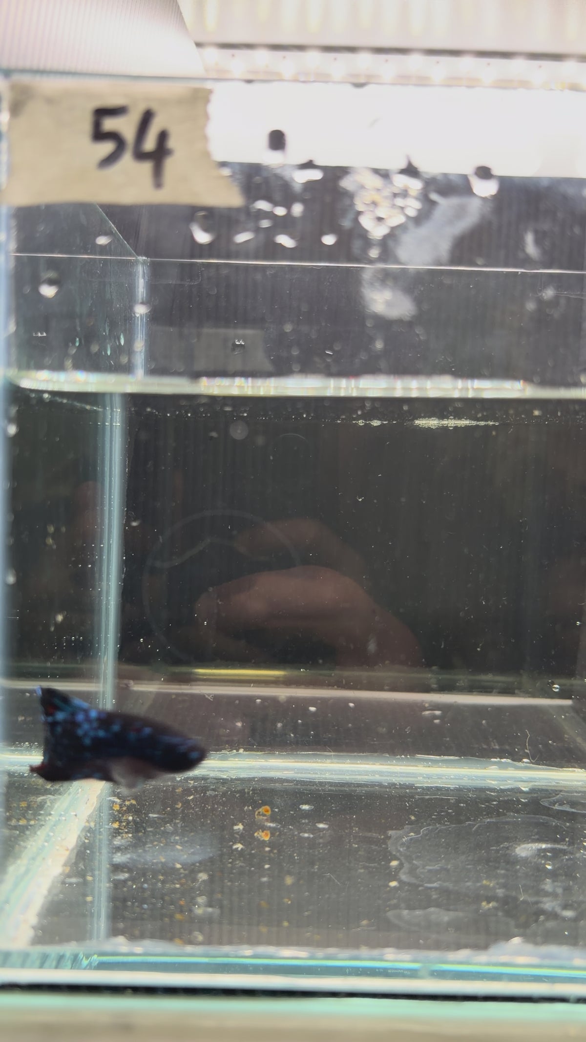 Plakat blu avatar HMPK54(male)