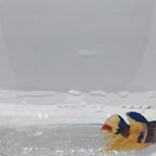 Plakat Koi Yellow - PK00016