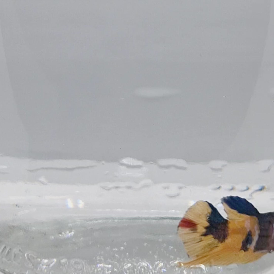 Plakat Koi Yellow - PK00016