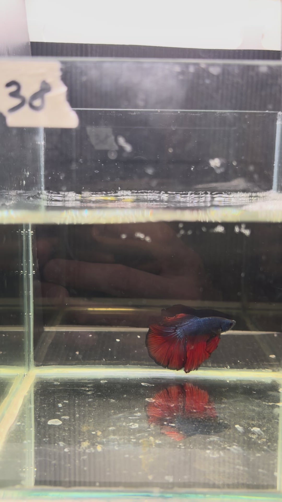 Halfmoon mustard red fancy HM38(male)