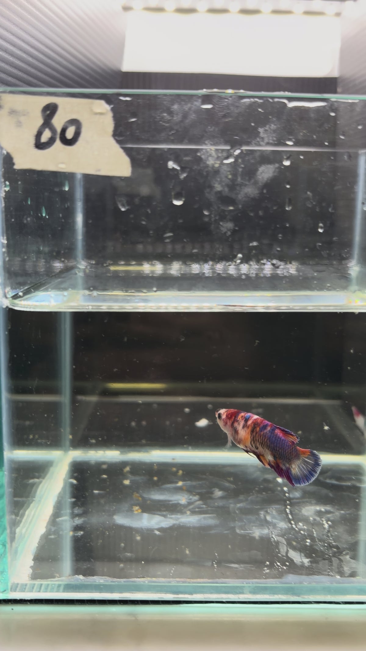 Plakat Candy (Female)PK 80