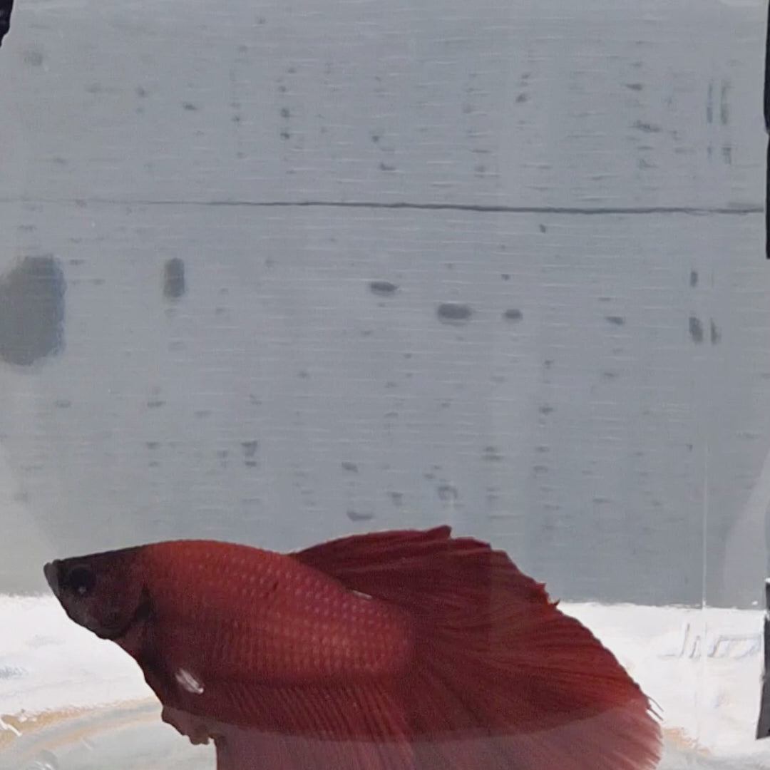 Halfmoon Red - HM00005