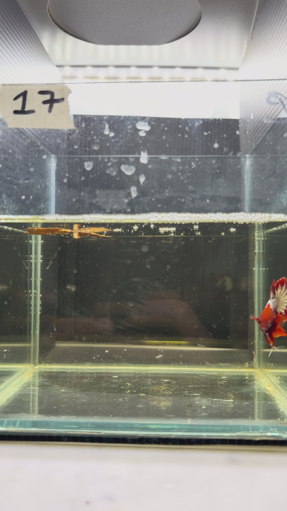 Plakat Hellboy snow Cooper HMPK 17 (male)