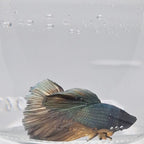 Halfmoon Copper - HM00042