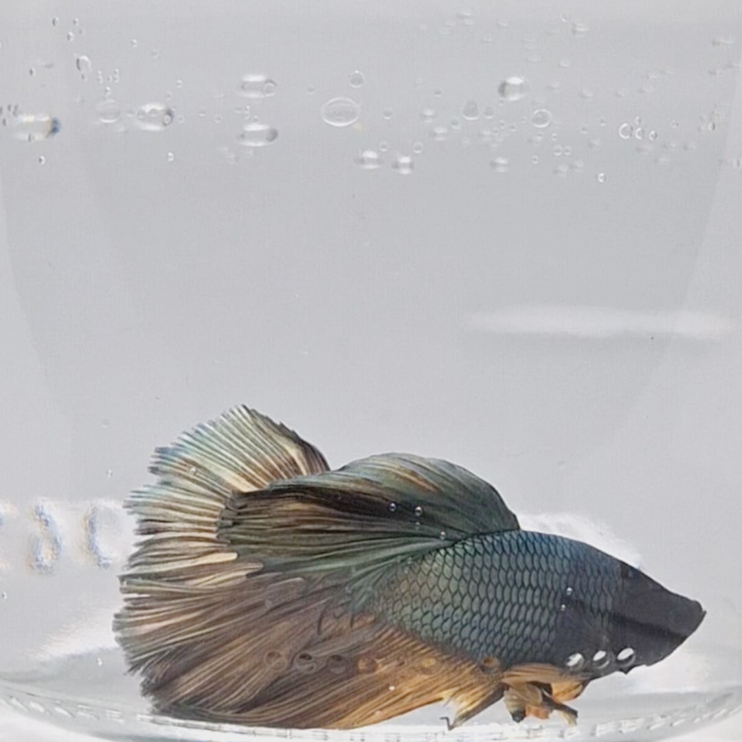 Halfmoon Copper - HM00042