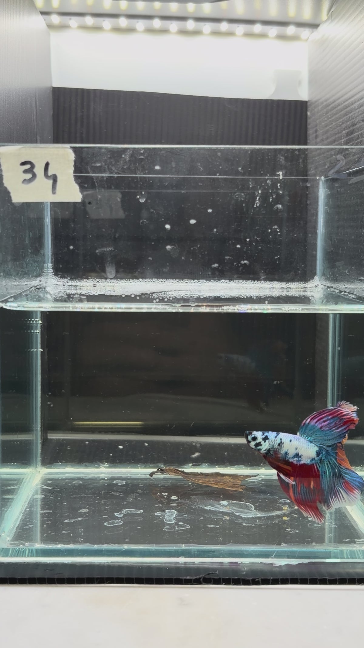Halfmoon multicolor candy HM34