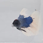 Halfmoon Blue Butterfly - HM00025