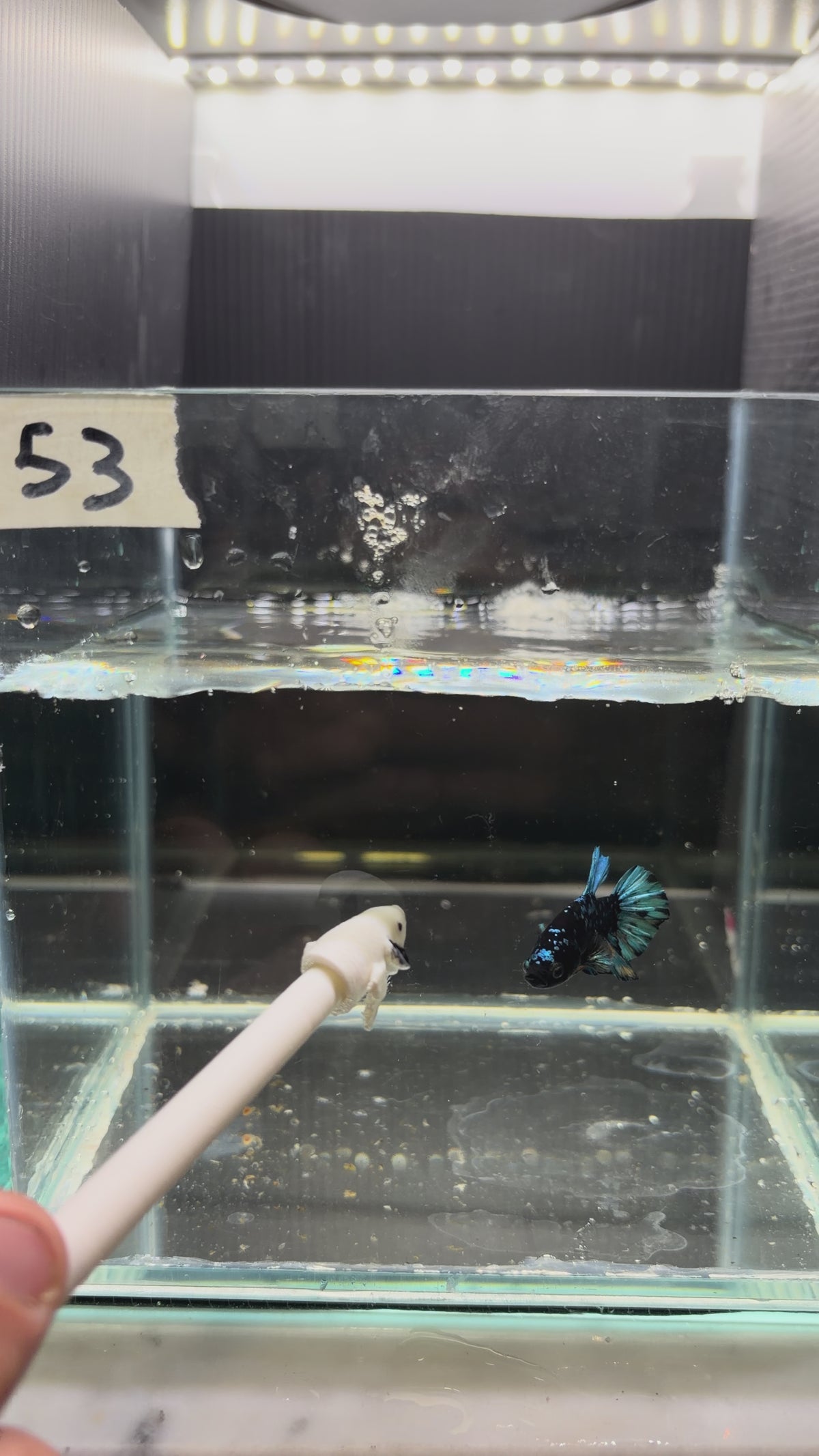 Plakat blu avatar HMPK53(male)