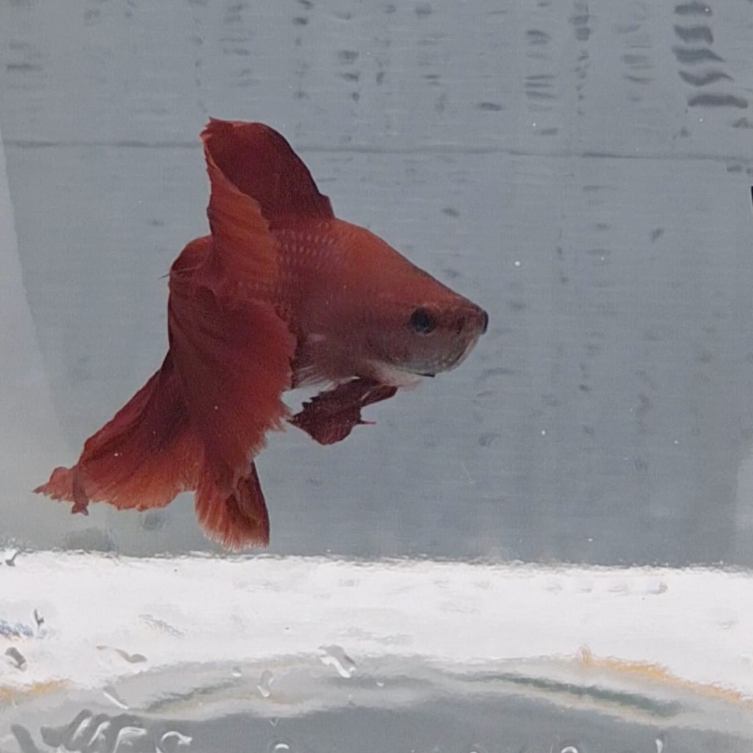 Halfmoon Red - HM00004