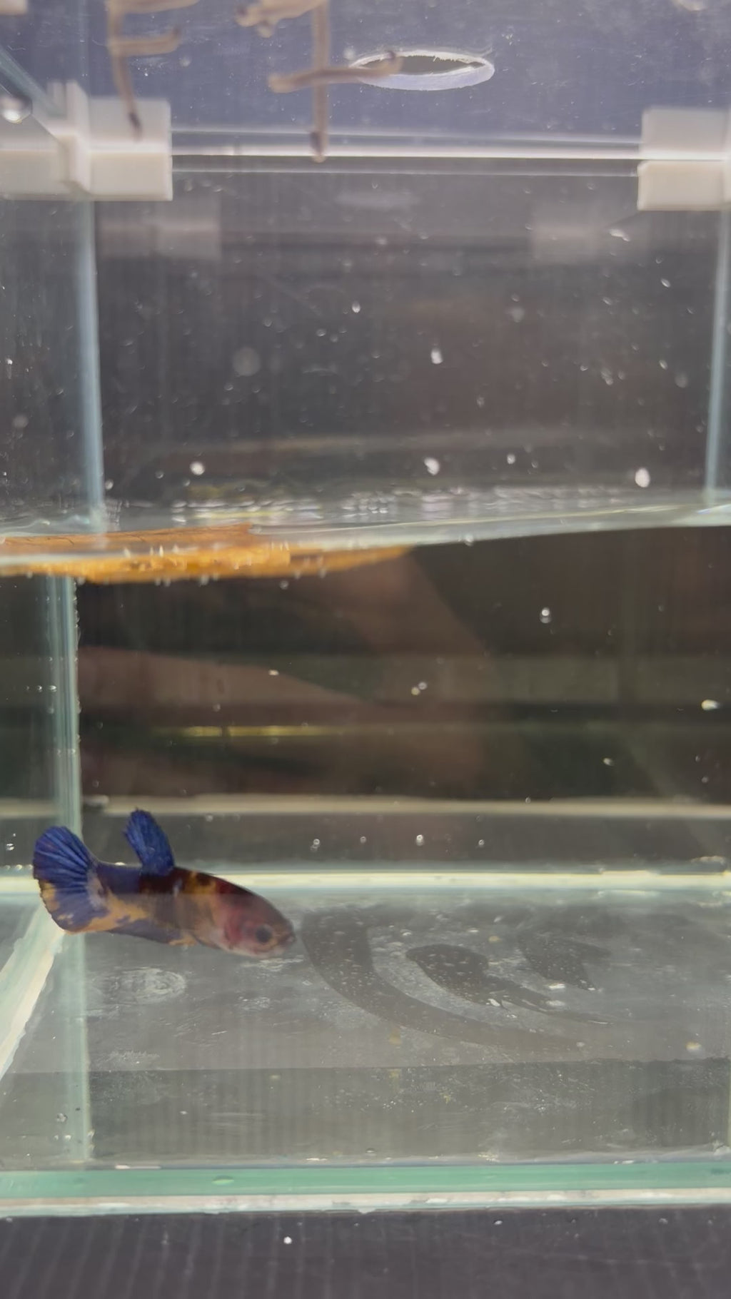 Plakat Yellow Base (FEMMINA)