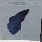 Halfmoon Blue - HM00010