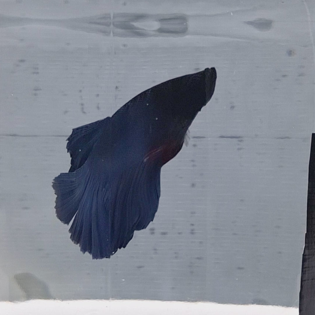 Halfmoon Blue - HM00010