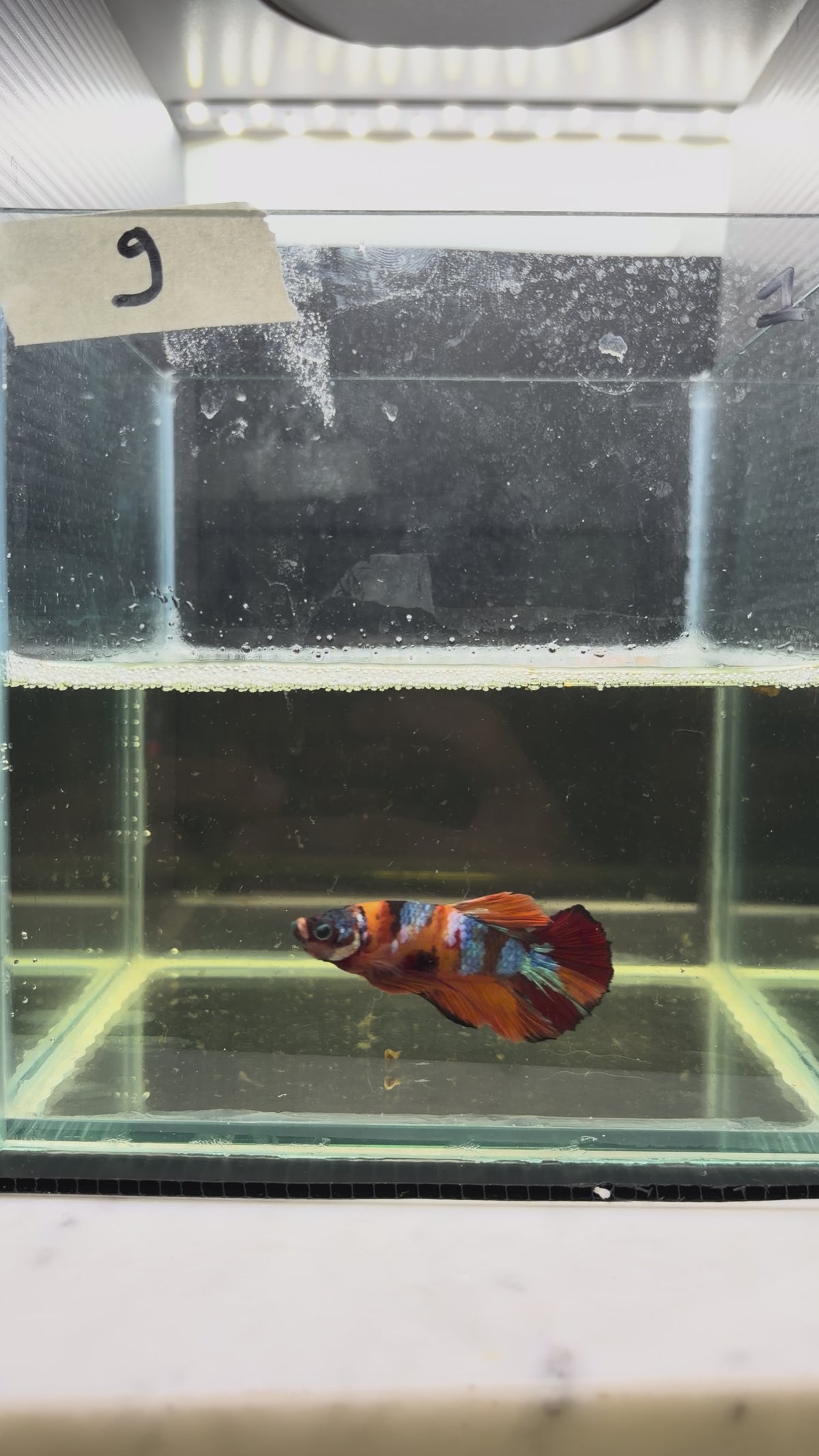 Plakat multicolor candy HMPK 9(male)