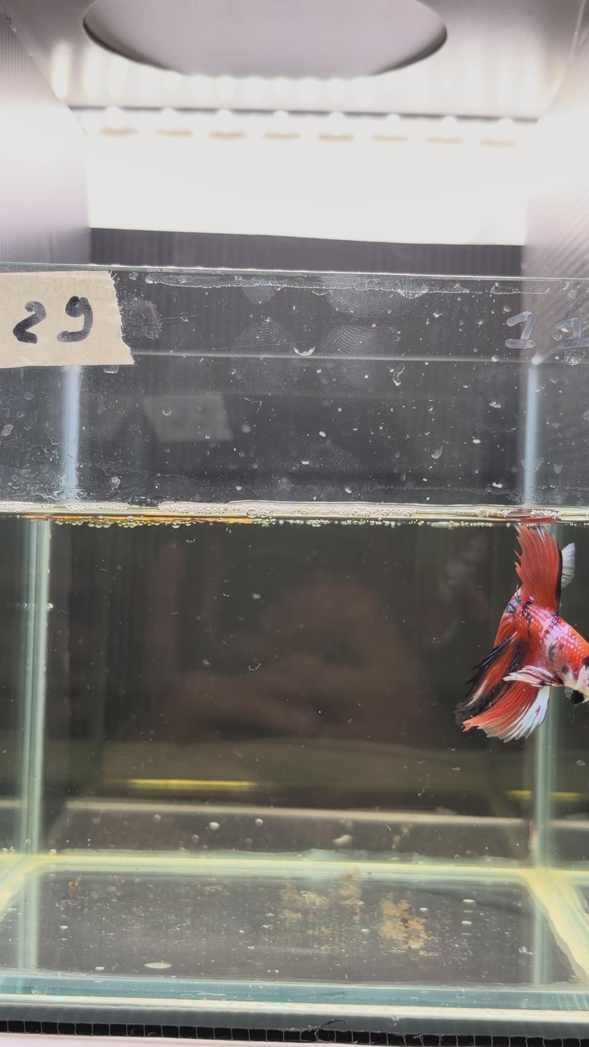 Halfmoon multicolor candy HM29