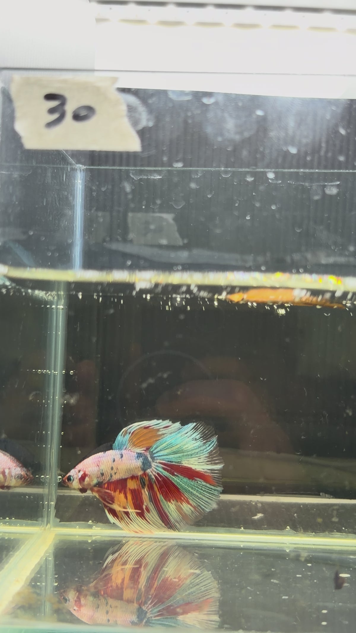 Halfmoon multicolor candy HM30