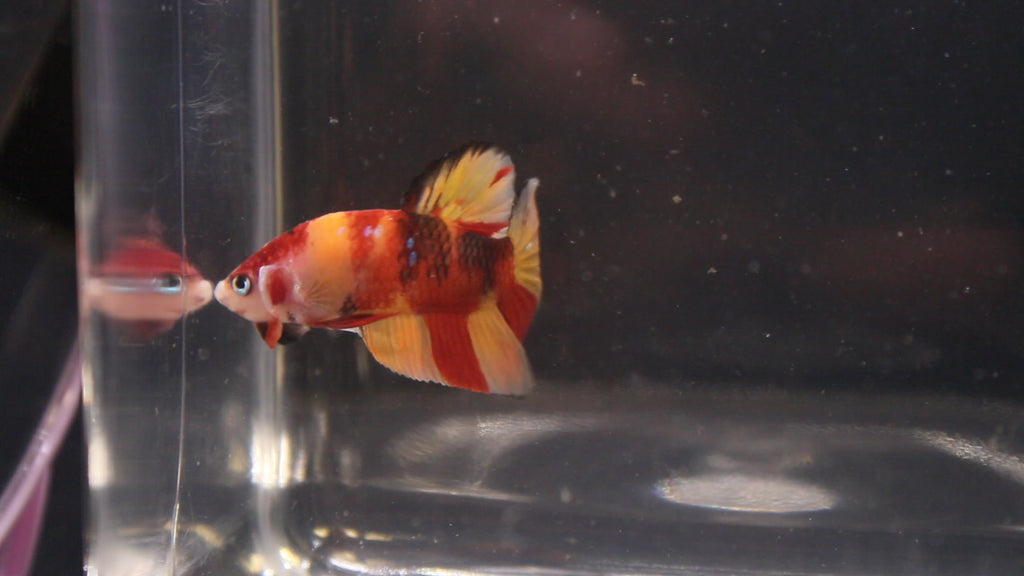 Plakat Koi - PK00009