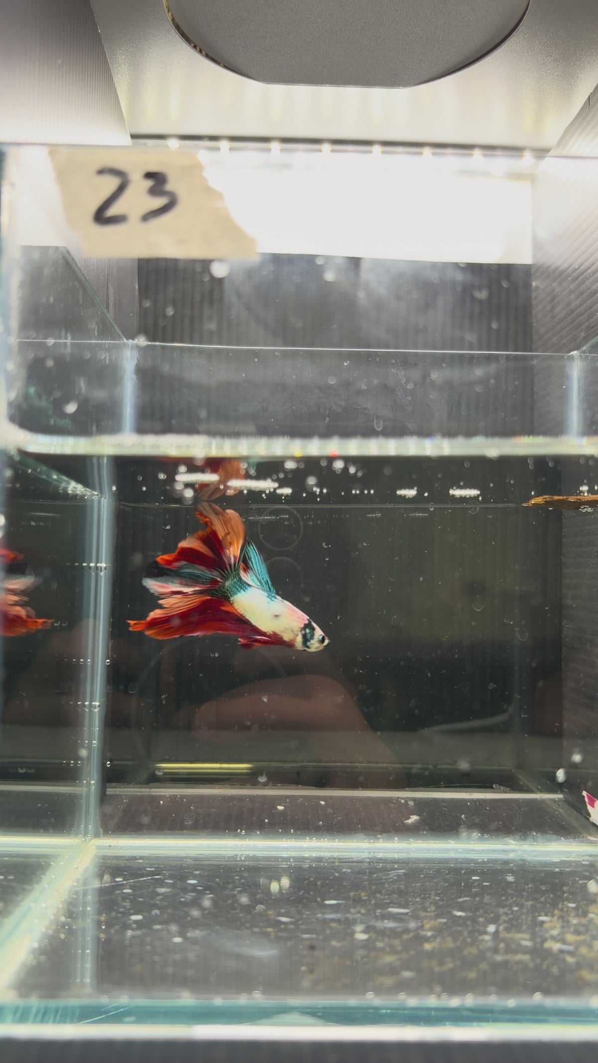 Halfmoon multicolor candy HM23