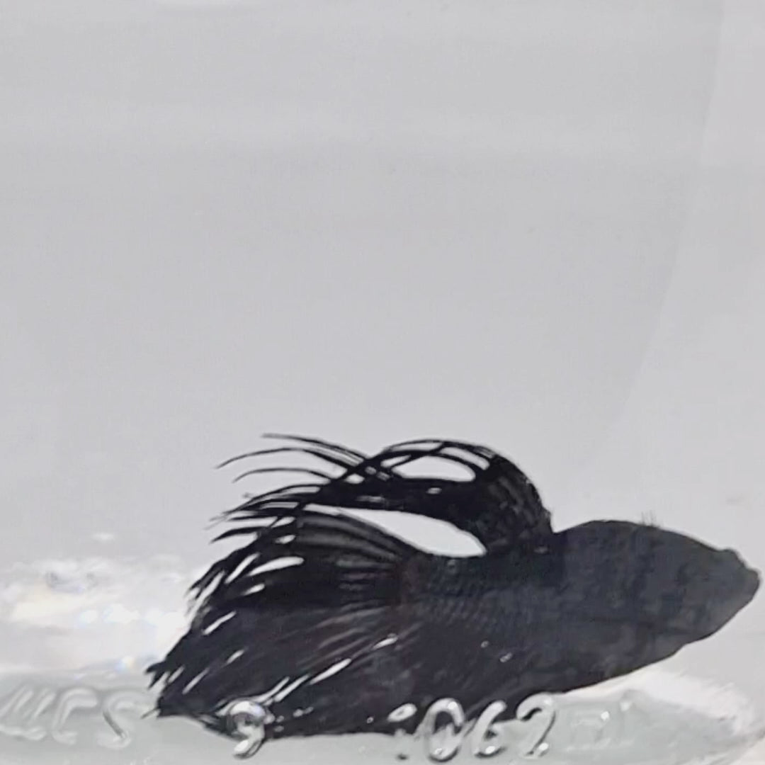 Crown Tail Black - CT00003
