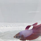 Halfmoon Lavander - HM00056