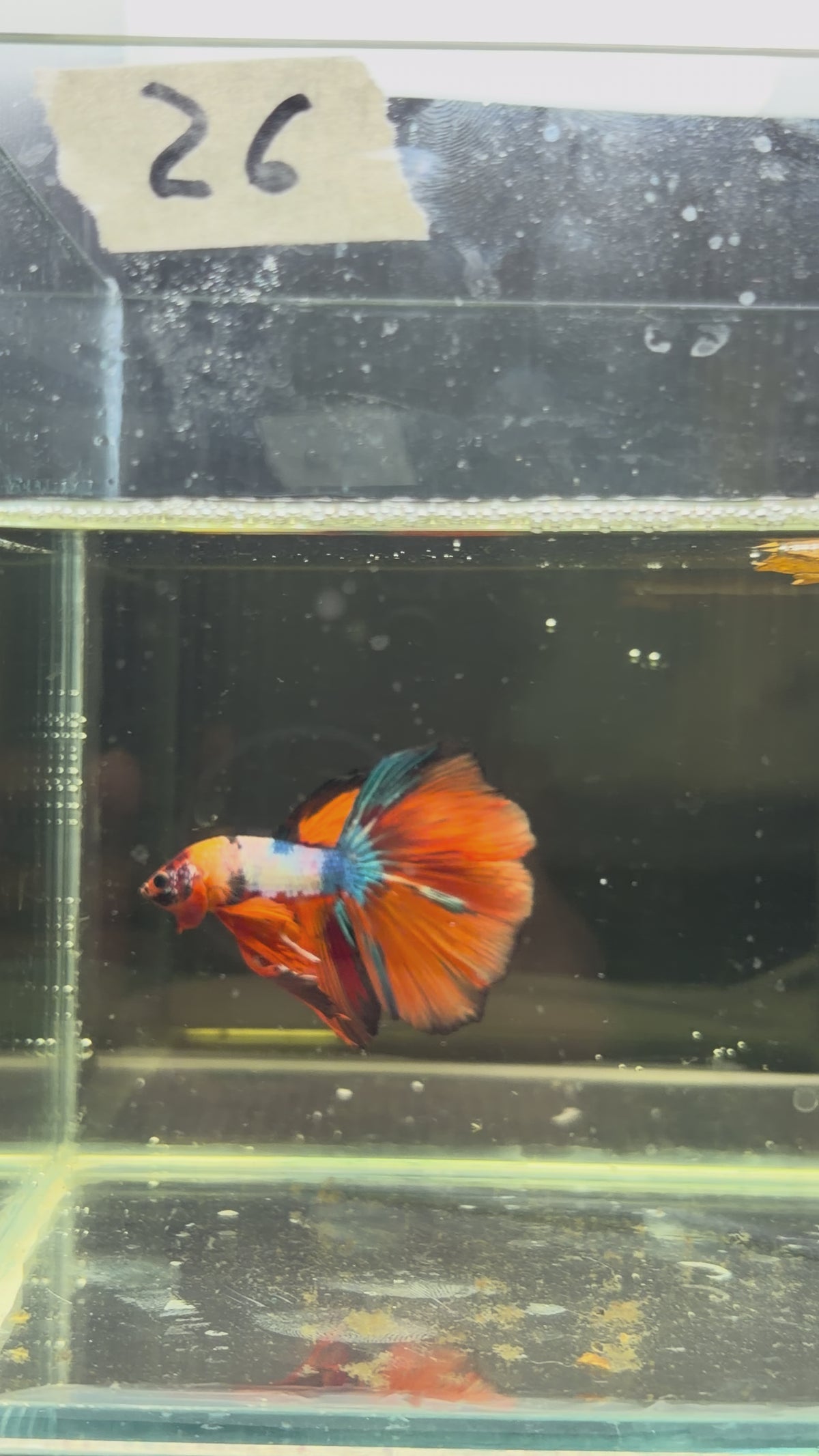 Halfmoon multicolor candy HM26