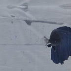 Halfmoon Blue - HM00015