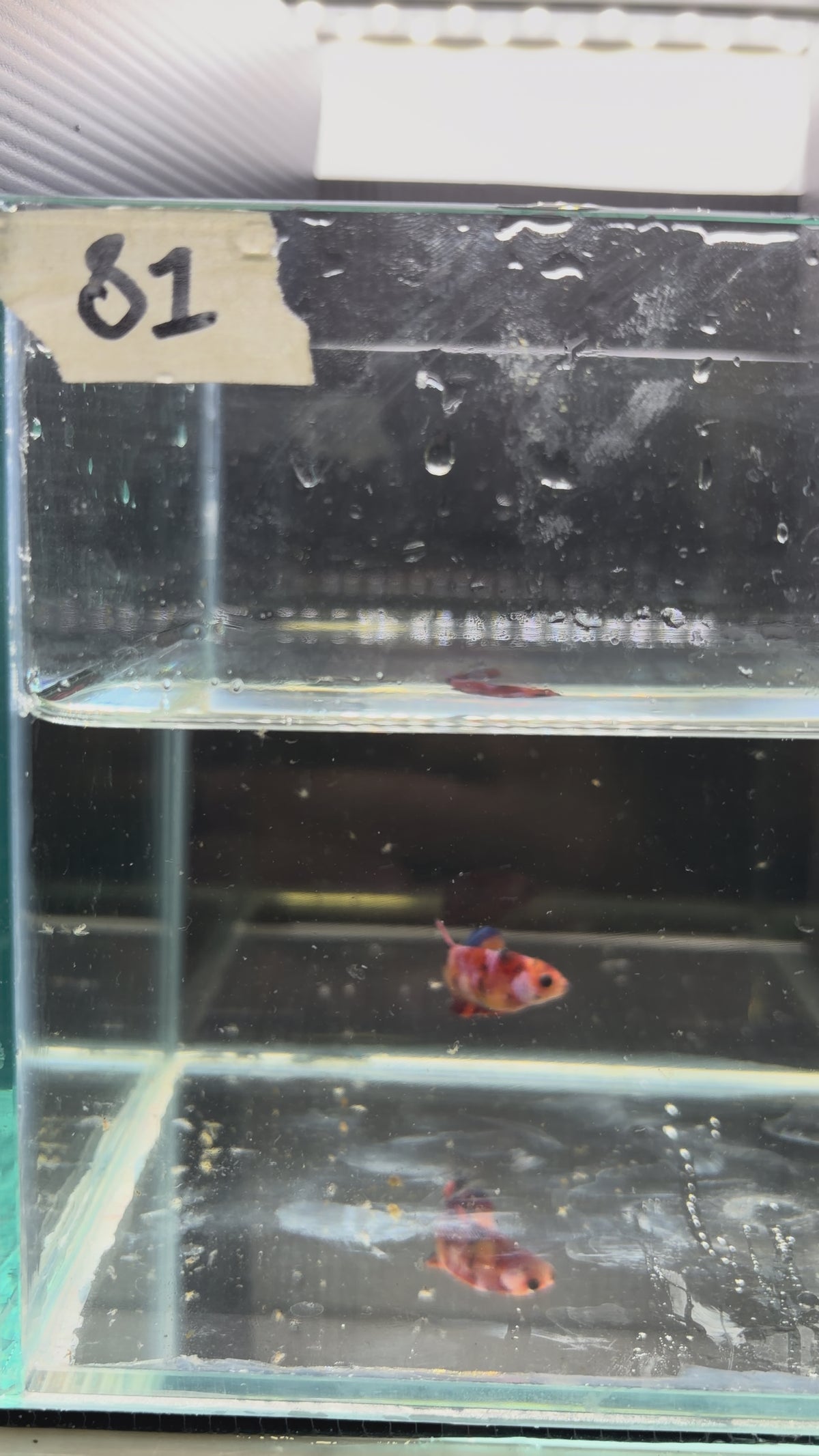 Plakat Candy (Female)PK81
