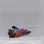 Plakat Koi - PK00008