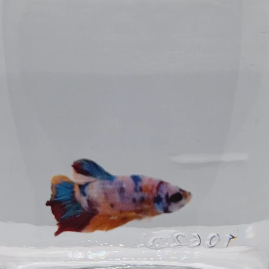 Plakat Koi - PK00008