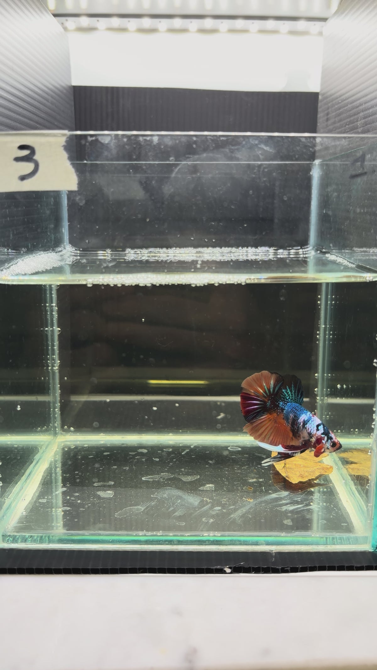 Plakat multicolor candy HMPK 3(male)