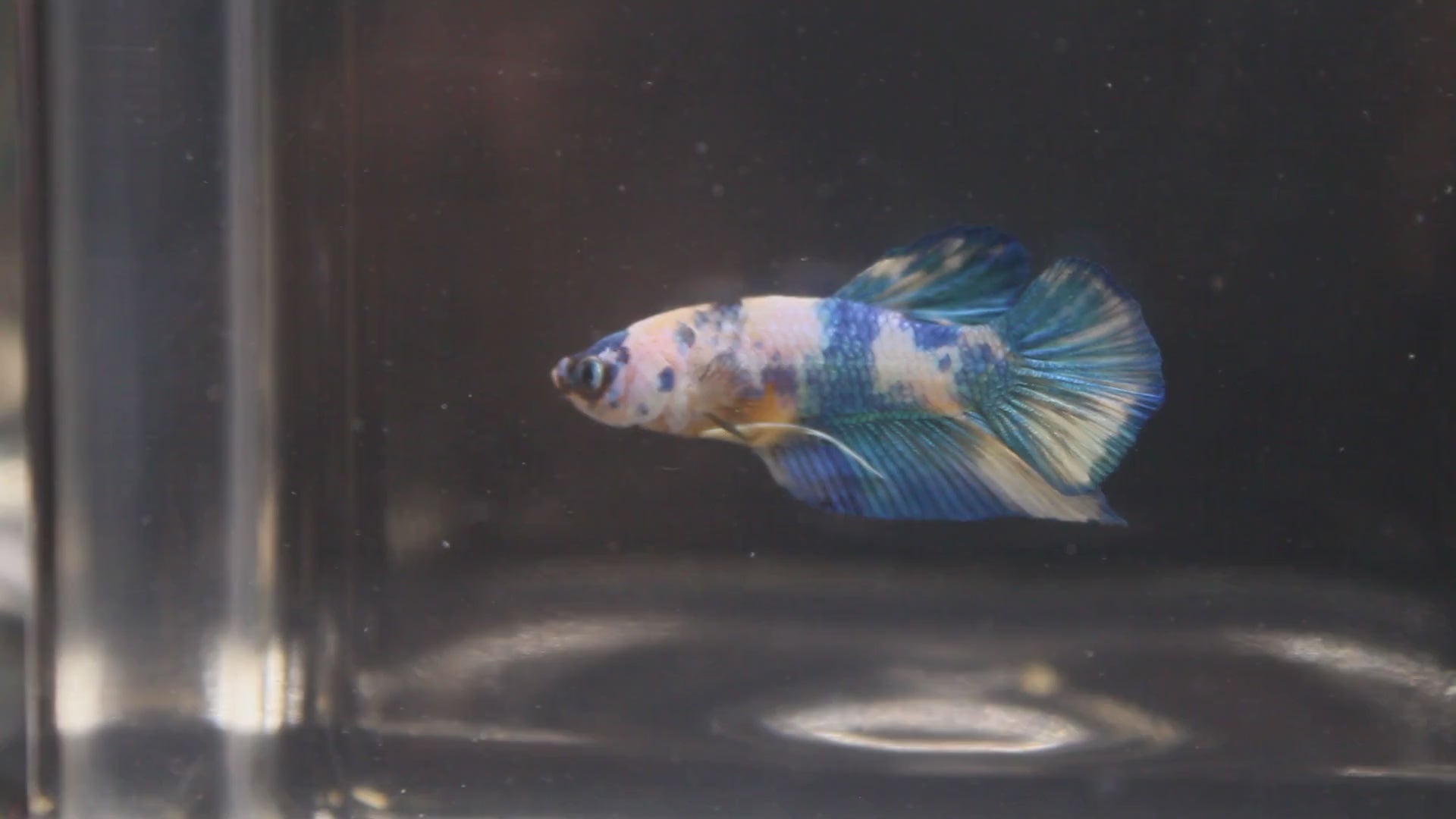 Plakat Koi Yellow - PK00017